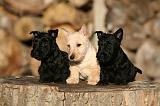 SCOTTISH TERRIER 146